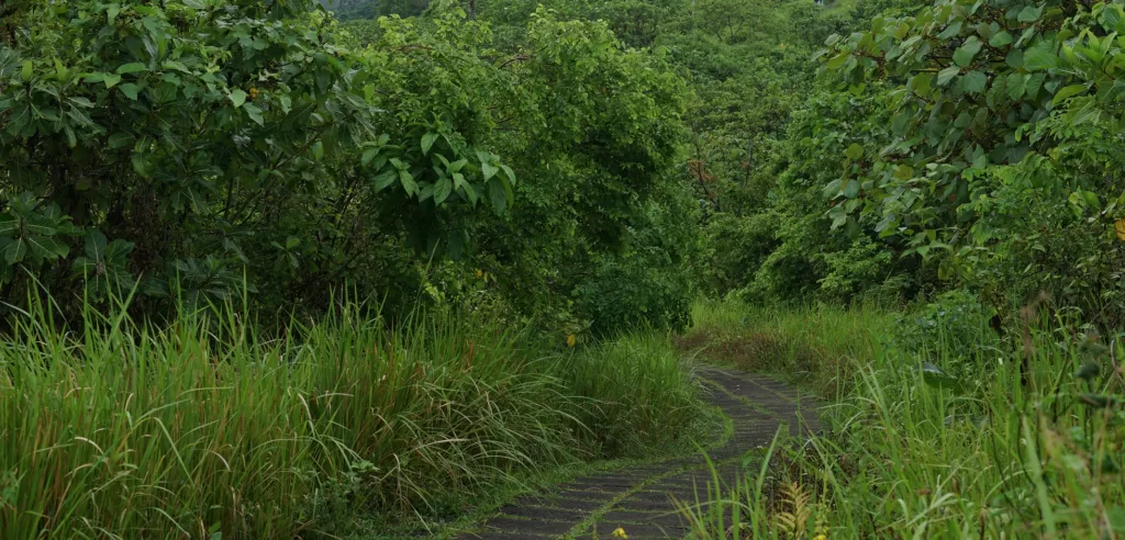 Ubud Ridge Walk