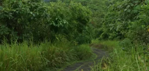 Ubud Ridge Walk