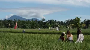 bali rice fields